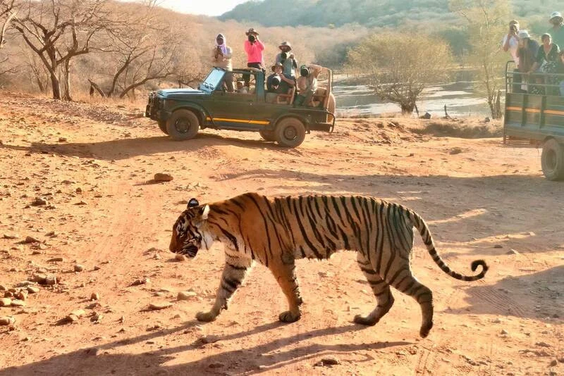 Best-Time-to-Visit-in-Ranthambore by CTC