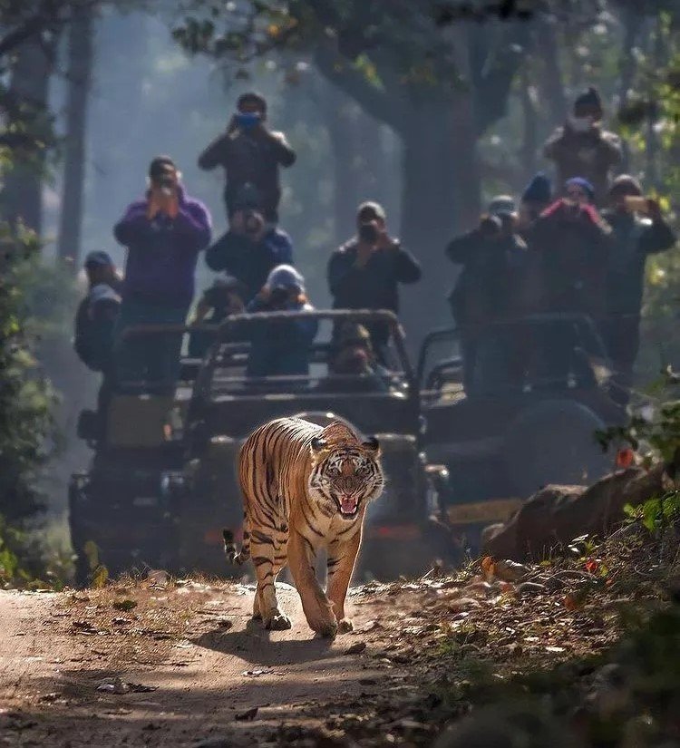 Ranthambore Safari Booking
