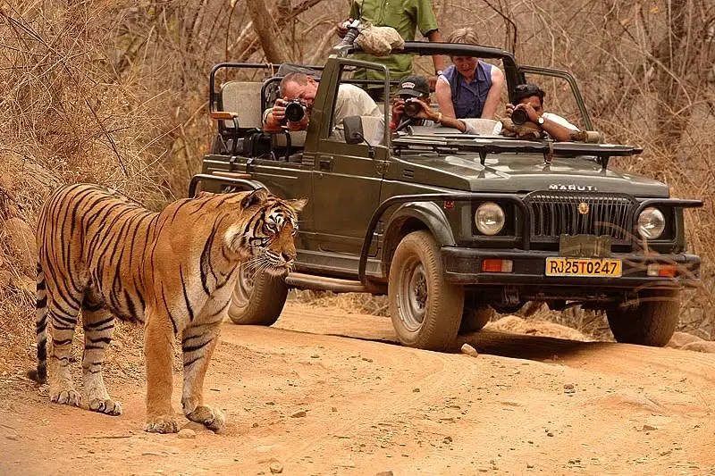 Ranthambore Safari