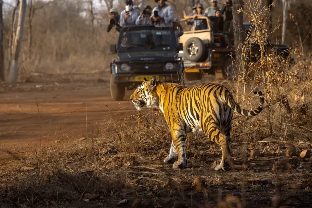 Tiger Safari